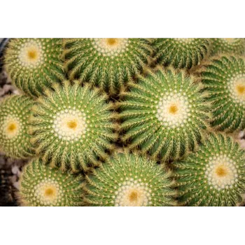 Cactus Plants